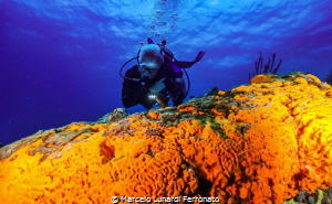 Diver and orange sponge by Marcelo Lunardi Ferronato 